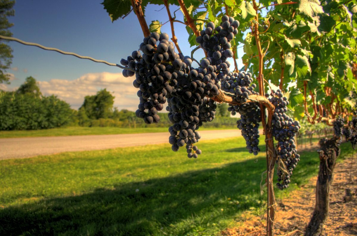 Wine Trails