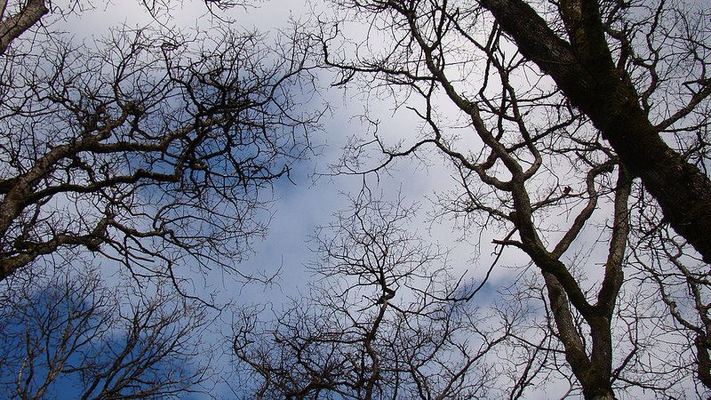 Huda to seek nod to cut 256 trees