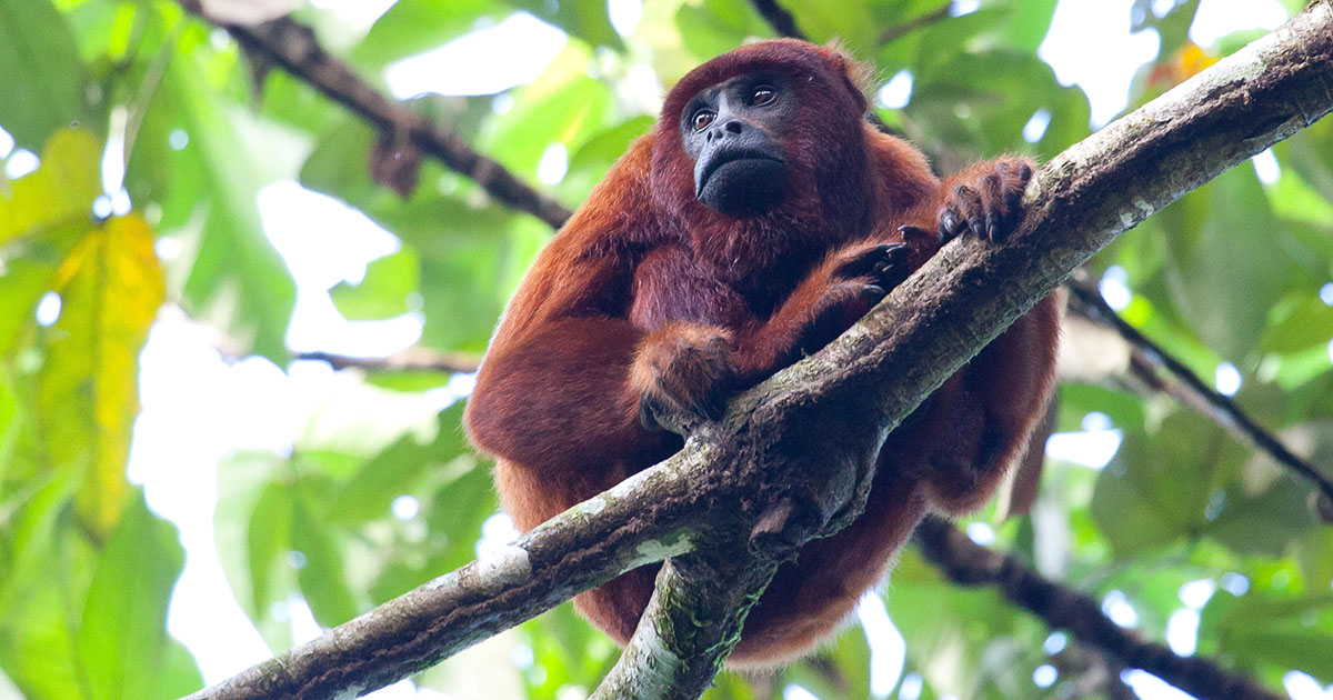 Rainforest Animal – An Amazing Adventure of a Rare Species